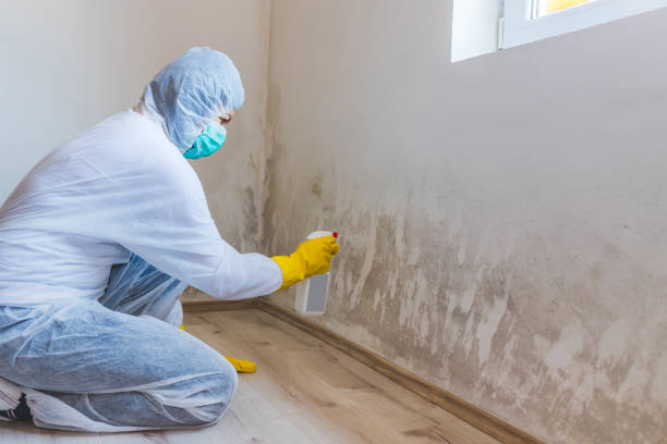 Licensed Basement Mold Remediation service in Clark, NJ - Car Mold Remediation