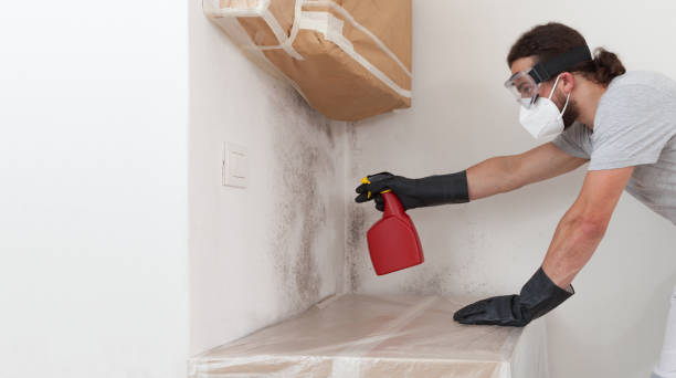 Professional Basement Mold Remediation technician working in Clark, NJ