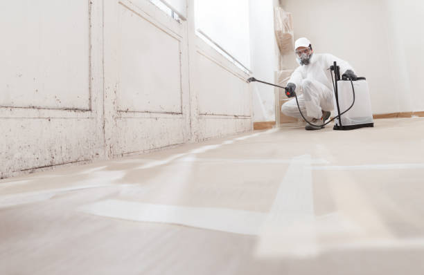 24/7 Emergency Basement Mold Remediation experts in Clark, NJ