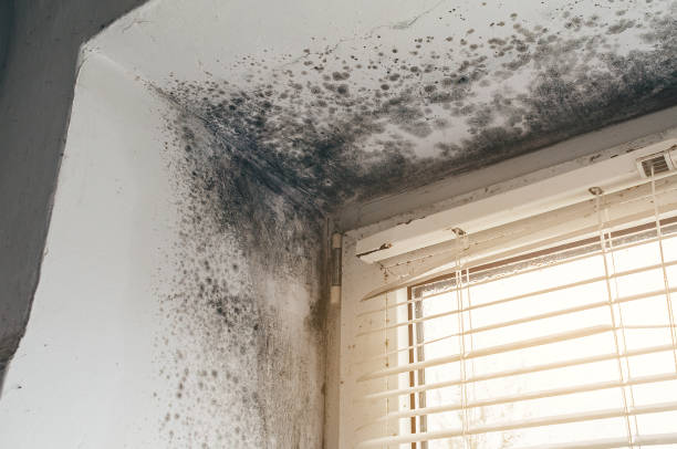 Affordable Basement Mold Remediation solutions in Clark, NJ